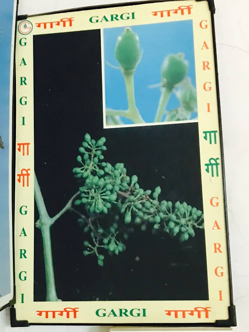 Botany Lab Interior